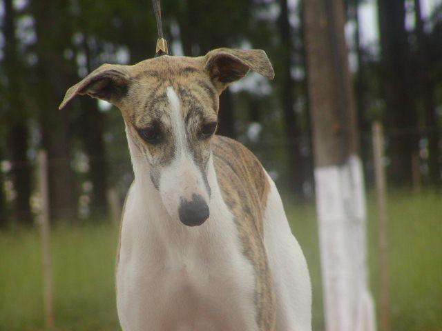 Sto Alberto's La Femme Nikita - Namomi